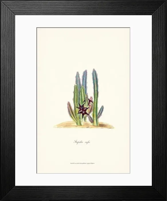 Framed Print : Blooming Stapelia Framed Print : Blooming Stapelia