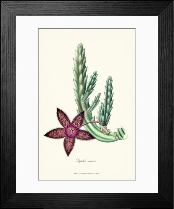 Framed Print : Blooming Stapelia Framed Print : Blooming Stapelia