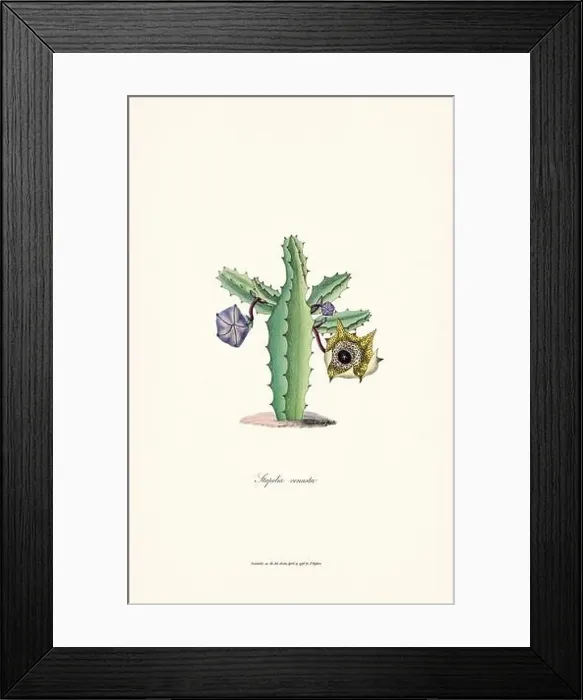 Framed Print : Blooming Stapelia Framed Print : Blooming Stapelia