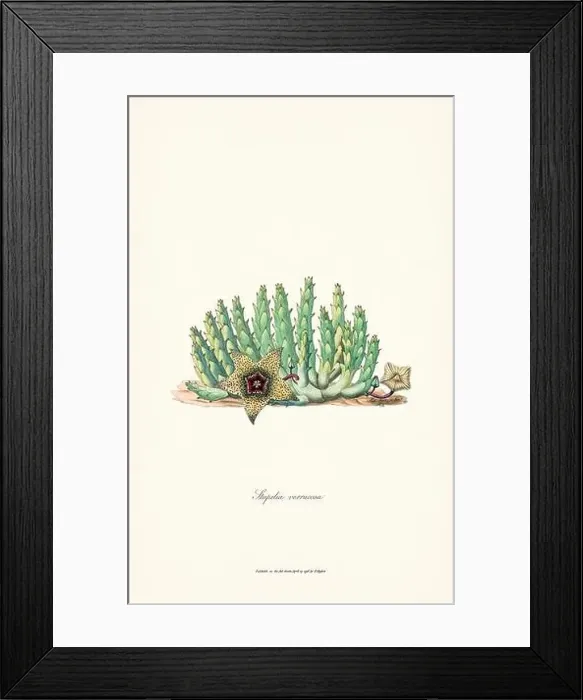 Framed Print : Blooming Stapelia Framed Print : Blooming Stapelia