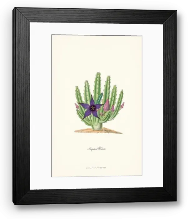 Framed Print : Blooming Stapelia Framed Print : Blooming Stapelia