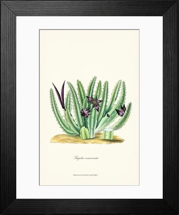 Framed Print : Blooming Stapelia Framed Print : Blooming Stapelia