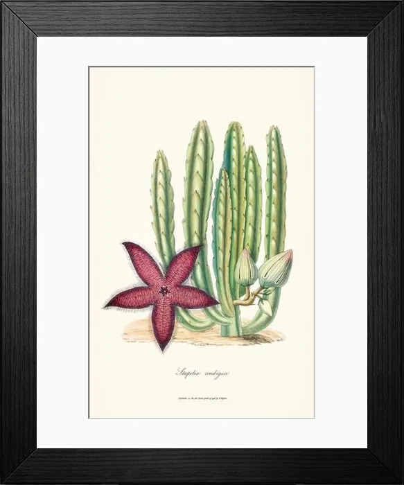 Framed Print : Blooming Stapelia Framed Print : Blooming Stapelia