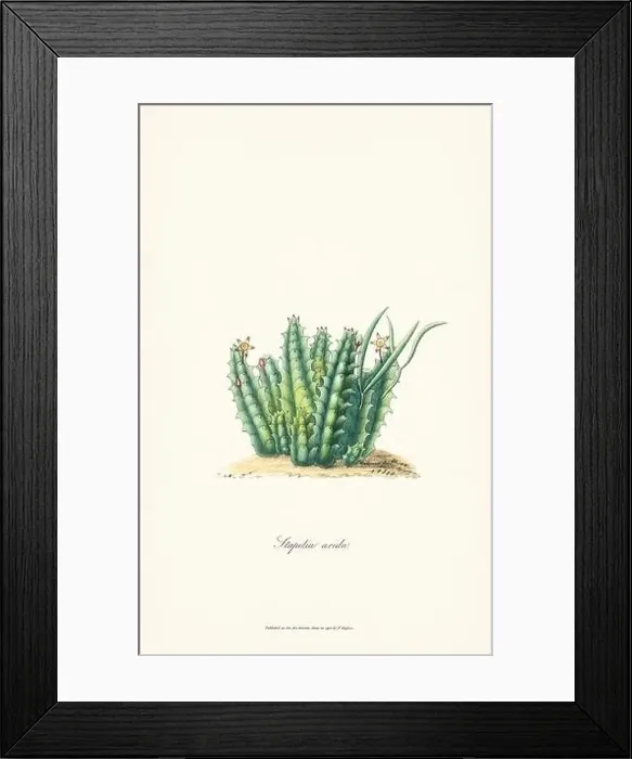 Framed Print : Blooming Stapelia Framed Print : Blooming Stapelia