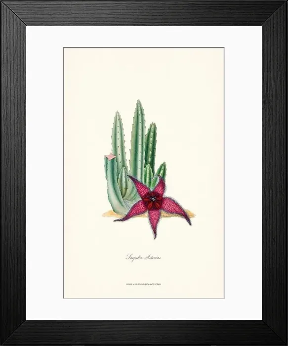 Framed Print : Blooming Stapelia Framed Print : Blooming Stapelia