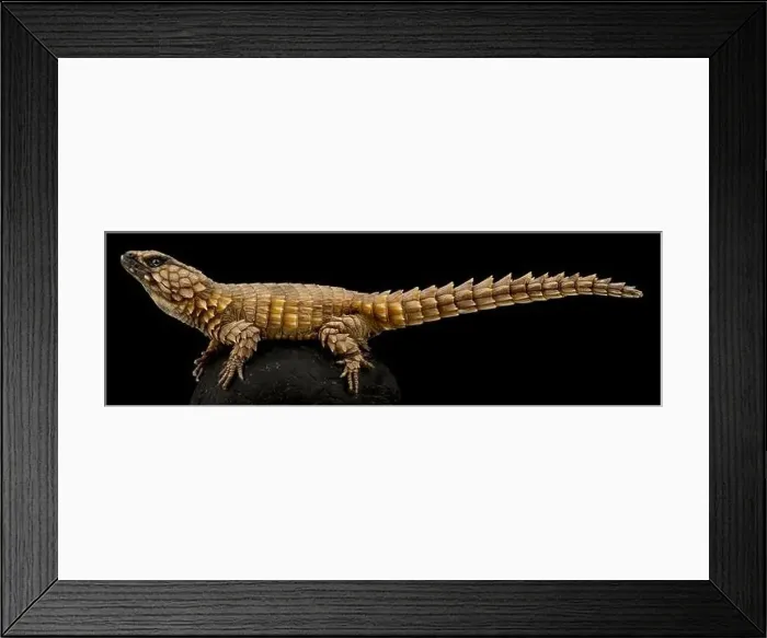 Framed Print : Armadillo Girdled Lizard (Ouroborus cataphractus) Framed Print : Armadillo Girdled Lizard (Ouroborus cataphractus)