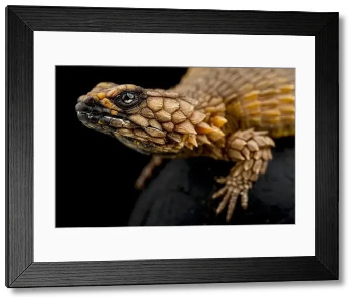 Framed Print : Armadillo Girdled Lizard (Ouroborus cataphractus) Framed Print : Armadillo Girdled Lizard (Ouroborus cataphractus)