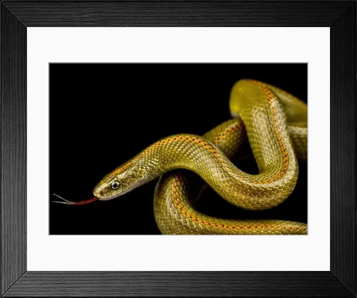 Framed Print : Aurora House Snake (Lamprophis aurora)
