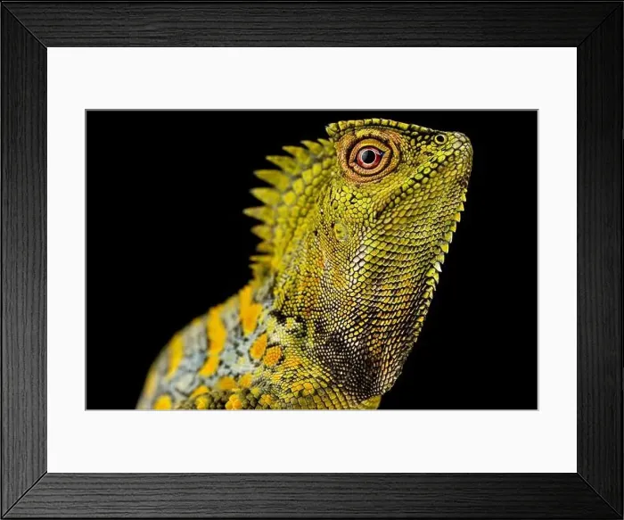 Framed Print : Chameleon Agama male (Gonocephalus chamaeleontinus) Framed Print : Chameleon Agama male (Gonocephalus chamaeleontinus)