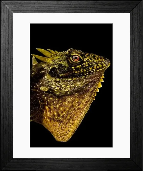 Framed Print : Crowned Forest Dragon (Lophosaurus dilophus) Framed Print : Crowned Forest Dragon (Lophosaurus dilophus)
