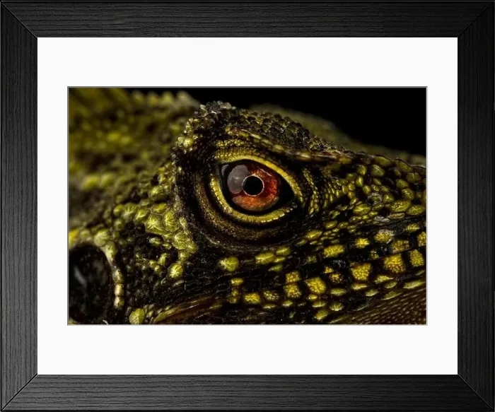 Framed Print : Lizard eye of the Crowned Forest Dragon Framed Print : Lizard eye of the Crowned Forest Dragon