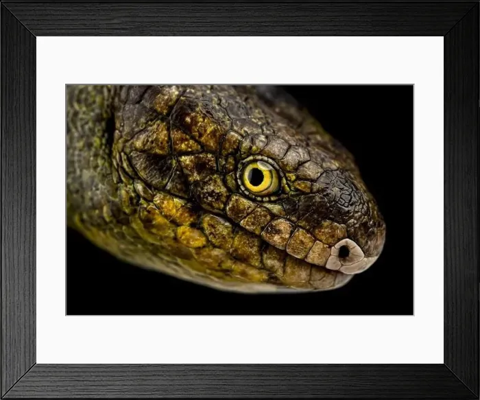 Framed Print : Monkey-tailed Skink (Corucia zebrata)