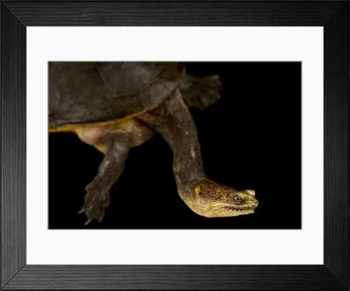 Framed Print : Parker's Snake-necked Turtle (Chelodina parkeri) Framed Print : Parker's Snake-necked Turtle (Chelodina parkeri)