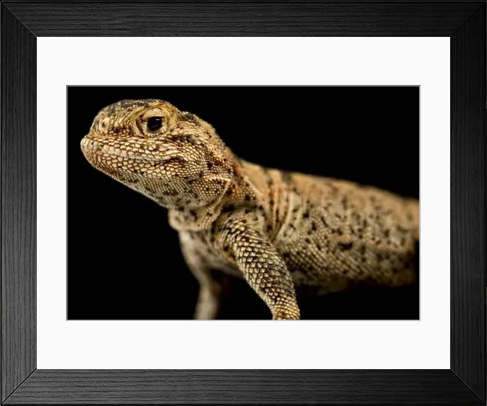 Framed Print : Przewalski toadhead agama (Phrynocephalus przewalskii) Framed Print : Przewalski toadhead agama (Phrynocephalus przewalskii)