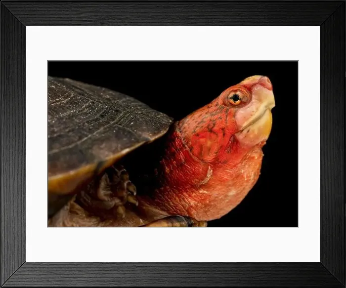 Framed Print : Red Cheeked Mud Turtle (Kinosternon scorpioides cruentatum)