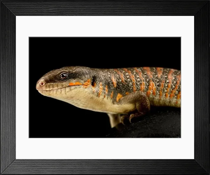Framed Print : Schneider's Skink (Eumeces schneiderii) Framed Print : Schneider's Skink (Eumeces schneiderii)