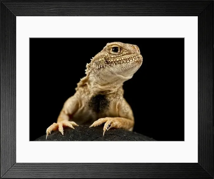 Framed Print : Secret Toadhead Agama lizard (Phrynocephalus mystaceus) Framed Print : Secret Toadhead Agama lizard (Phrynocephalus mystaceus)