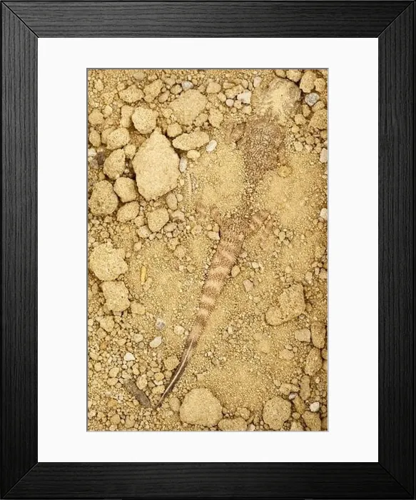 Framed Print : Camouflaged Secret Toadhead Agama lizard (Phrynocephalus mystaceus) Framed Print : Camouflaged Secret Toadhead Agama lizard (Phrynocephalus mystaceus)