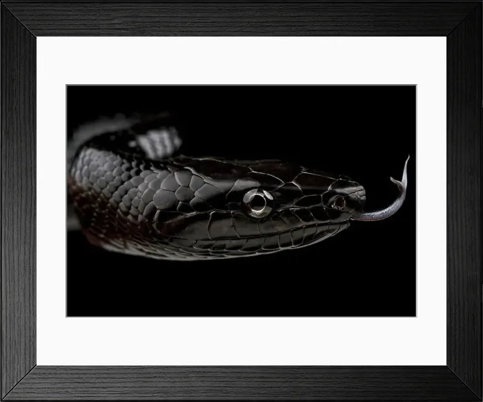 Framed Print : Selayar Black Ratsnake (Gonyosoma jansenii) Framed Print : Selayar Black Ratsnake (Gonyosoma jansenii)