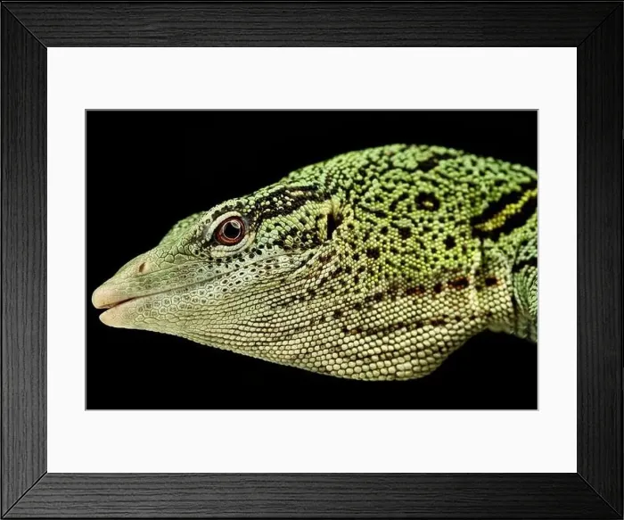 Framed Print : Yellow Tree monitor (Varanus reisingeri) male Framed Print : Yellow Tree monitor (Varanus reisingeri) male