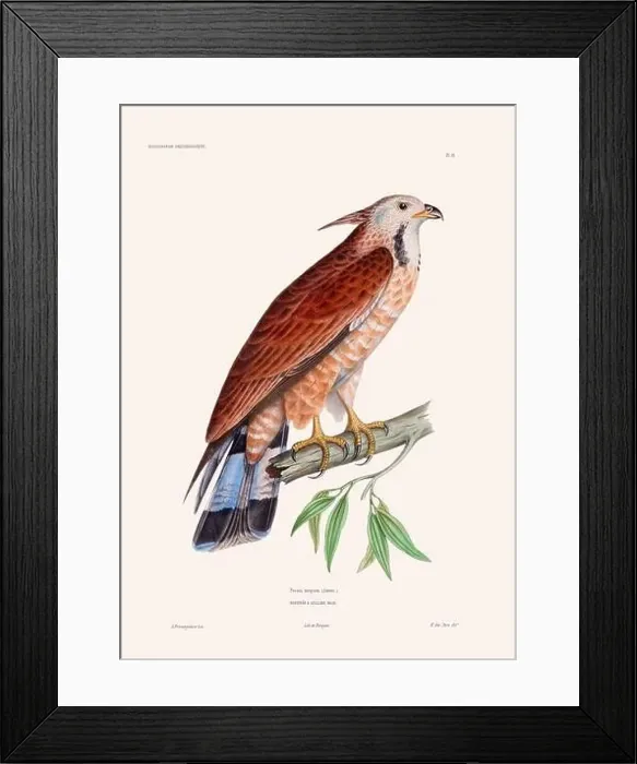 Framed Print : Colorful vintage bird illustration from the mid-19th century. Engraving circa 1849 from a classic bird book Framed Print : Colorful vintage bird illustration from the mid-19th century. Engraving circa 1849 from a classic bird book