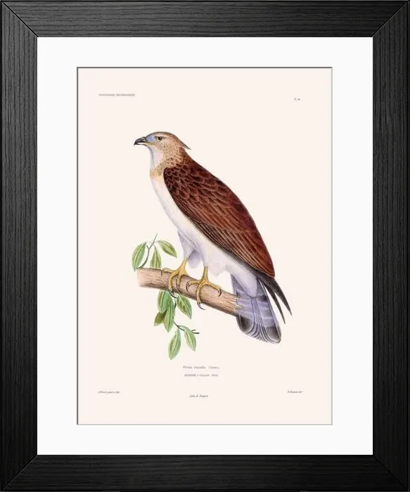 Framed Print : Colorful vintage bird illustration from the mid-19th century. Engraving circa 1849 from a classic bird book Framed Print : Colorful vintage bird illustration from the mid-19th century. Engraving circa 1849 from a classic bird book