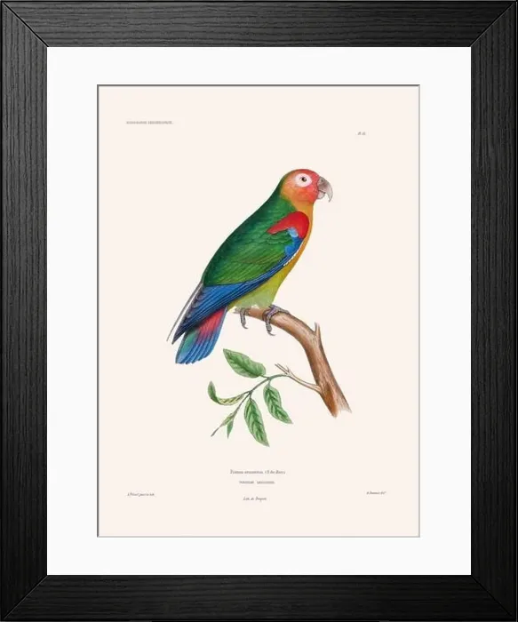 Framed Print : Colorful vintage bird illustration from the mid-19th century. Engraving circa 1849 from a classic bird book Framed Print : Colorful vintage bird illustration from the mid-19th century. Engraving circa 1849 from a classic bird book