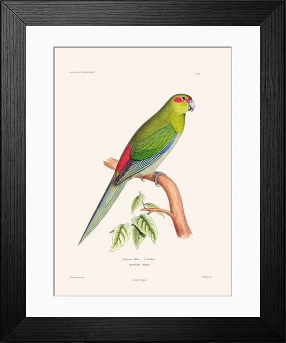 Framed Print : Colorful vintage bird illustration from the mid-19th century. Engraving circa 1849 from a classic bird book Framed Print : Colorful vintage bird illustration from the mid-19th century. Engraving circa 1849 from a classic bird book