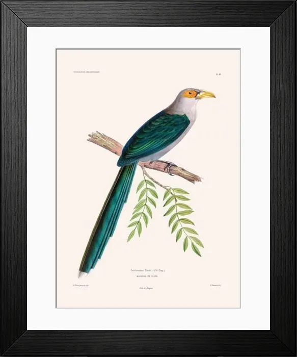 Framed Print : Colorful vintage bird illustration from the mid-19th century. Engraving circa 1849 from a classic bird book Framed Print : Colorful vintage bird illustration from the mid-19th century. Engraving circa 1849 from a classic bird book