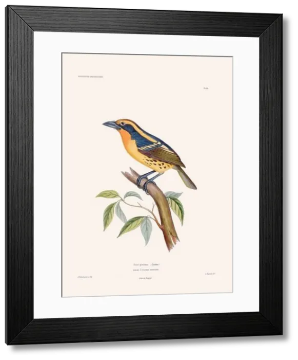 Framed Print : Colorful vintage bird illustration from the mid-19th century. Engraving circa 1849 from a classic bird book Framed Print : Colorful vintage bird illustration from the mid-19th century. Engraving circa 1849 from a classic bird book