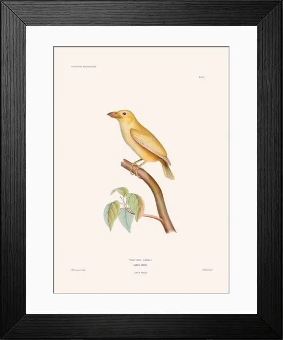 Framed Print : Colorful vintage bird illustration from the mid-19th century. Engraving circa 1849 from a classic bird book Framed Print : Colorful vintage bird illustration from the mid-19th century. Engraving circa 1849 from a classic bird book