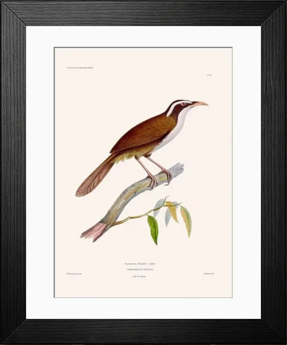Framed Print : Colorful vintage bird illustration from the mid-19th century. Engraving circa 1849 from a classic bird book Framed Print : Colorful vintage bird illustration from the mid-19th century. Engraving circa 1849 from a classic bird book