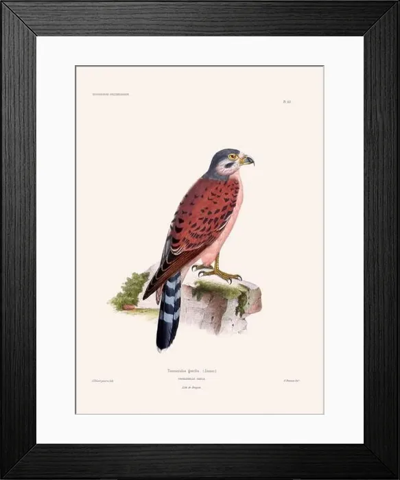 Framed Print : Colorful vintage bird illustration from the mid-19th century. Engraving circa 1849 from a classic bird book Framed Print : Colorful vintage bird illustration from the mid-19th century. Engraving circa 1849 from a classic bird book