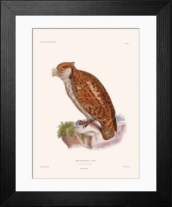 Framed Print : Colorful vintage bird illustration from the mid-19th century. Engraving circa 1849 from a classic bird book Framed Print : Colorful vintage bird illustration from the mid-19th century. Engraving circa 1849 from a classic bird book