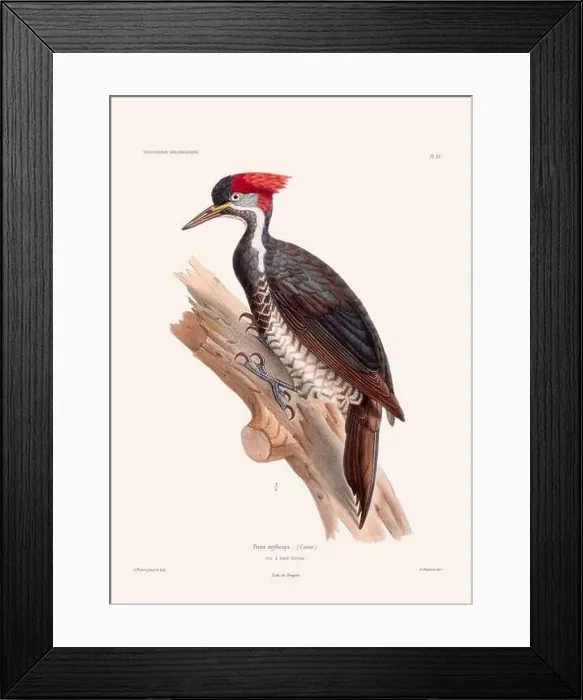 Framed Print : Colorful vintage bird illustration from the mid-19th century. Engraving circa 1849 from a classic bird book Framed Print : Colorful vintage bird illustration from the mid-19th century. Engraving circa 1849 from a classic bird book