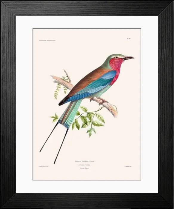 Framed Print : Colorful vintage bird illustration from the mid-19th century. Engraving circa 1849 from a classic bird book Framed Print : Colorful vintage bird illustration from the mid-19th century. Engraving circa 1849 from a classic bird book