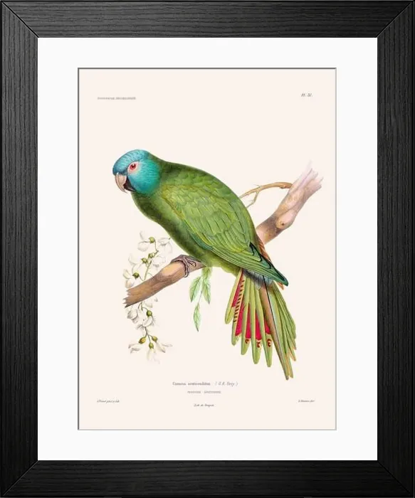 Framed Print : Colorful vintage bird illustration from the mid-19th century. Engraving circa 1849 from a classic bird book Framed Print : Colorful vintage bird illustration from the mid-19th century. Engraving circa 1849 from a classic bird book