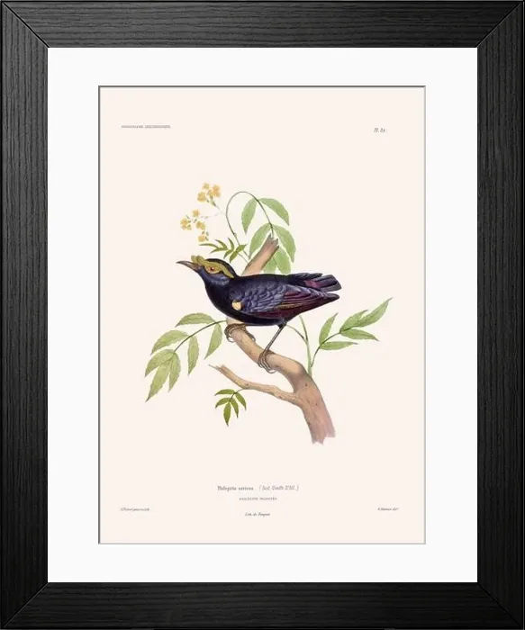 Framed Print : Colorful vintage bird illustration from the mid-19th century. Engraving circa 1849 from a classic bird book Framed Print : Colorful vintage bird illustration from the mid-19th century. Engraving circa 1849 from a classic bird book