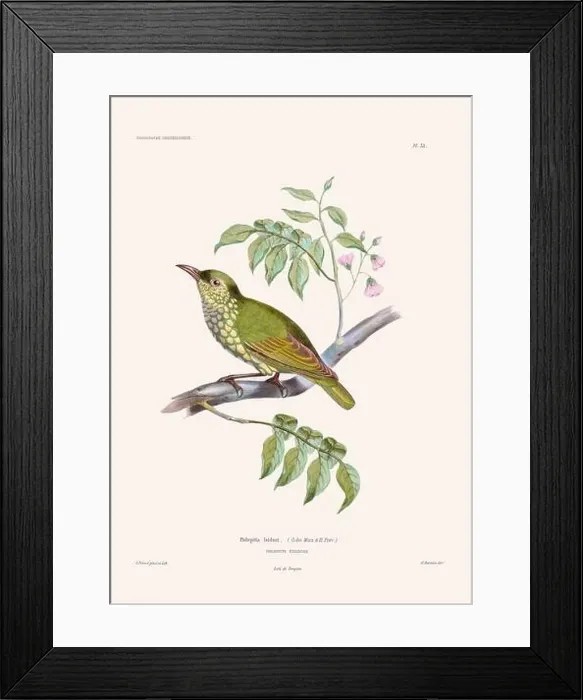 Framed Print : Colorful vintage bird illustration from the mid-19th century. Engraving circa 1849 from a classic bird book Framed Print : Colorful vintage bird illustration from the mid-19th century. Engraving circa 1849 from a classic bird book