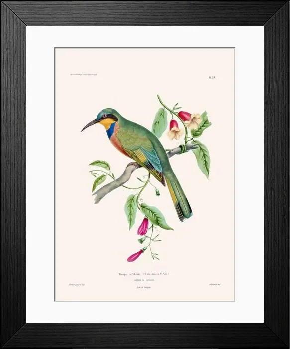 Framed Print : Colorful vintage bird illustration from the mid-19th century. Engraving circa 1849 from a classic bird book Framed Print : Colorful vintage bird illustration from the mid-19th century. Engraving circa 1849 from a classic bird book