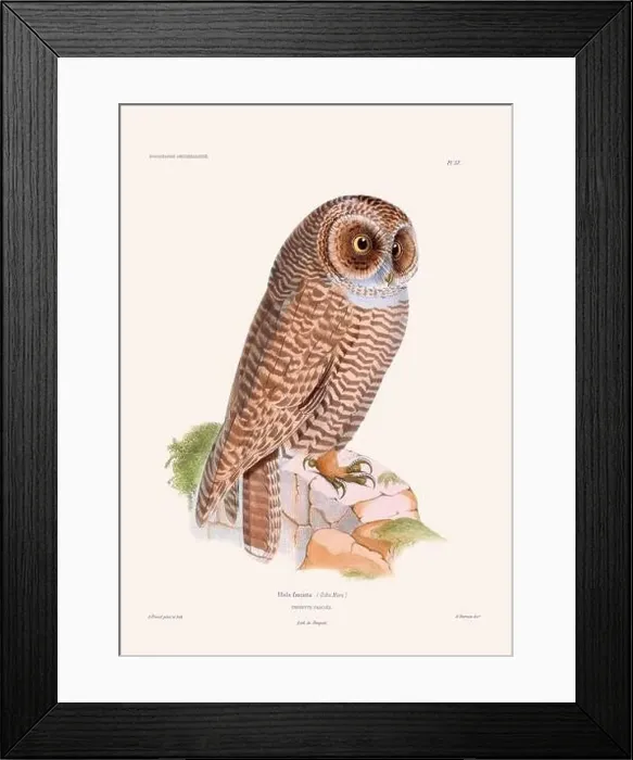 Framed Print : Colorful vintage bird illustration from the mid-19th century. Engraving circa 1849 from a classic bird book Framed Print : Colorful vintage bird illustration from the mid-19th century. Engraving circa 1849 from a classic bird book