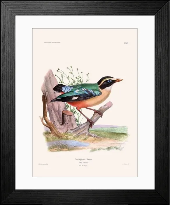 Framed Print : Colorful vintage bird illustration from the mid-19th century. Engraving circa 1849 from a classic bird book Framed Print : Colorful vintage bird illustration from the mid-19th century. Engraving circa 1849 from a classic bird book