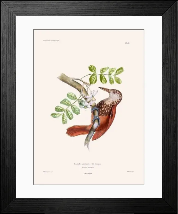 Framed Print : Colorful vintage bird illustration from the mid-19th century. Engraving circa 1849 from a classic bird book Framed Print : Colorful vintage bird illustration from the mid-19th century. Engraving circa 1849 from a classic bird book