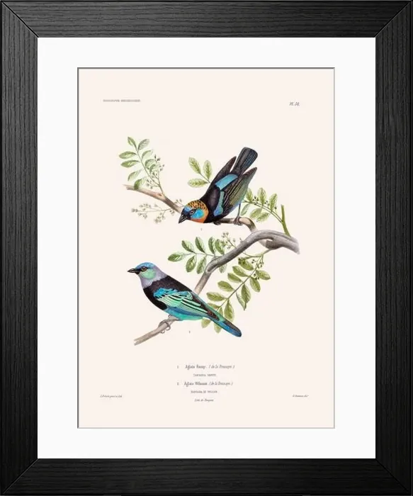 Framed Print : Colorful vintage bird illustration from the mid-19th century. Engraving circa 1849 from a classic bird book Framed Print : Colorful vintage bird illustration from the mid-19th century. Engraving circa 1849 from a classic bird book