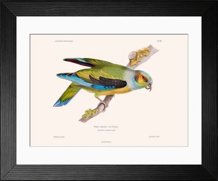 Framed Print : Colorful vintage bird illustration from the mid-19th century. Engraving circa 1849 from a classic bird book Framed Print : Colorful vintage bird illustration from the mid-19th century. Engraving circa 1849 from a classic bird book