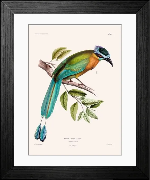 Framed Print : Colorful vintage bird illustration from the mid-19th century. Engraving circa 1849 from a classic bird book