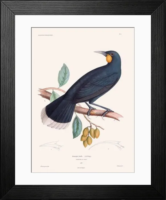 Framed Print : Colorful vintage bird illustration from the mid-19th century. Engraving circa 1849 from a classic bird book Framed Print : Colorful vintage bird illustration from the mid-19th century. Engraving circa 1849 from a classic bird book
