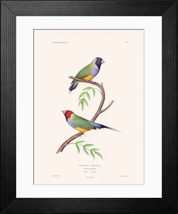 Framed Print : Colorful vintage bird illustration from the mid-19th century. Engraving circa 1849 from a classic bird book Framed Print : Colorful vintage bird illustration from the mid-19th century. Engraving circa 1849 from a classic bird book