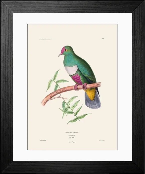 Framed Print : Colorful vintage bird illustration from the mid-19th century. Engraving circa 1849 from a classic bird book Framed Print : Colorful vintage bird illustration from the mid-19th century. Engraving circa 1849 from a classic bird book