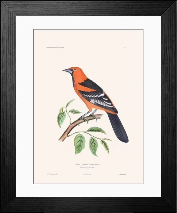 Framed Print : Colorful vintage bird illustration from the mid-19th century. Engraving circa 1849 from a classic bird book Framed Print : Colorful vintage bird illustration from the mid-19th century. Engraving circa 1849 from a classic bird book